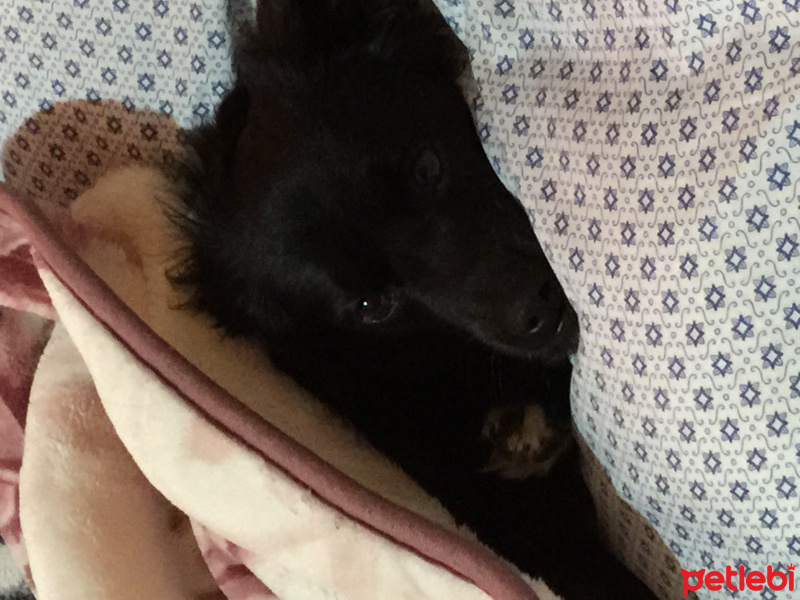 Sokö (Sokak Köpeği), Köpek  rafael fotoğrafı