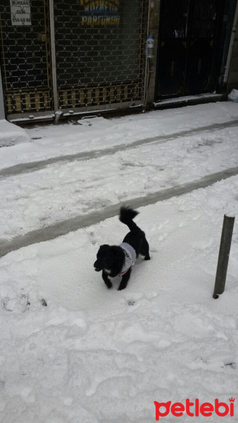 Sokö (Sokak Köpeği), Köpek  rafael fotoğrafı