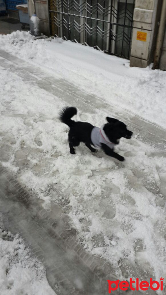 Sokö (Sokak Köpeği), Köpek  rafael fotoğrafı