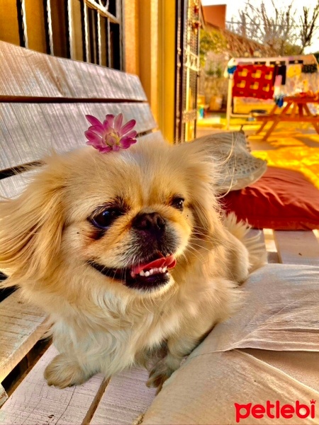 Pekingese, Köpek  Daisy fotoğrafı