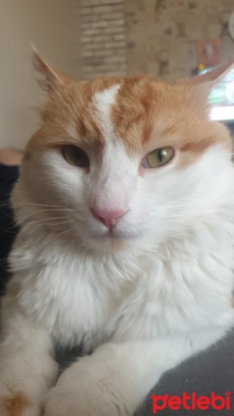 Tekir Kedi, Kedi  Kukuli fotoğrafı