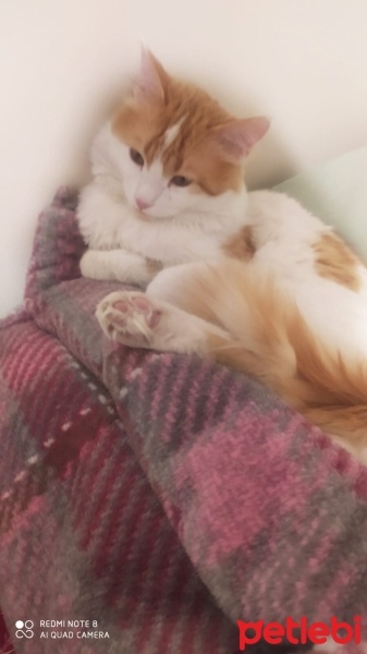 Tekir Kedi, Kedi  Kukuli fotoğrafı
