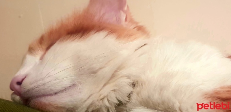 Tekir Kedi, Kedi  Kukuli fotoğrafı