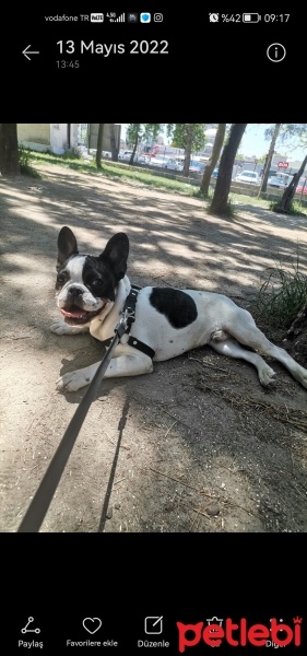 Fransız Bulldog, Köpek  Gofret fotoğrafı