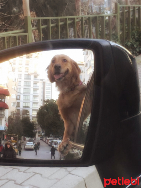 Golden Retriever, Köpek  Maya fotoğrafı