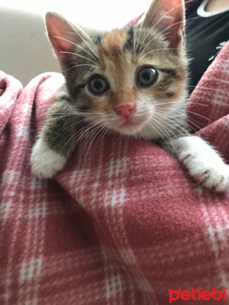 Tekir Kedi, Kedi  Tarçın fotoğrafı