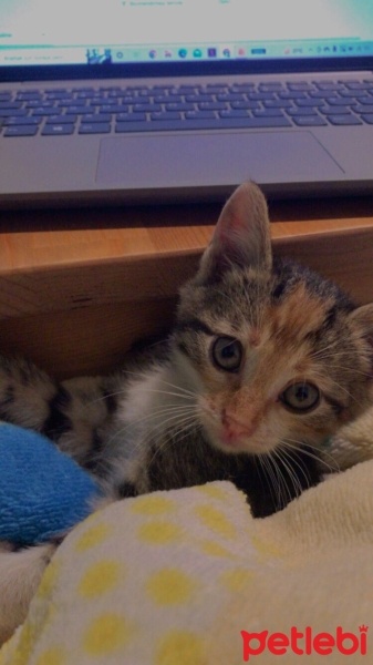 Tekir Kedi, Kedi  Tarçın fotoğrafı