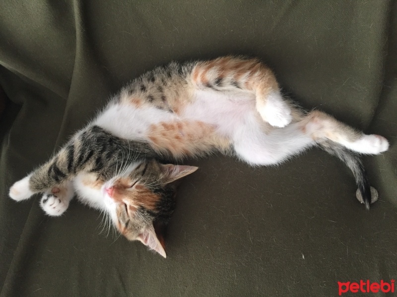 Tekir Kedi, Kedi  Tarçın fotoğrafı