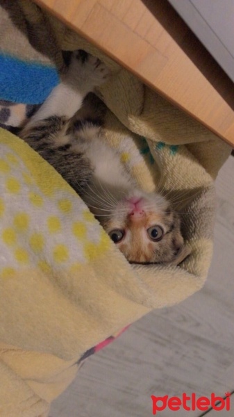 Tekir Kedi, Kedi  Tarçın fotoğrafı