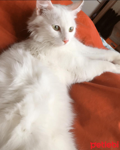 Ankara Kedisi, Kedi  MERRY fotoğrafı