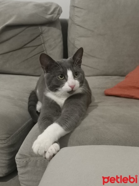 Korat, Kedi  Çakıl fotoğrafı