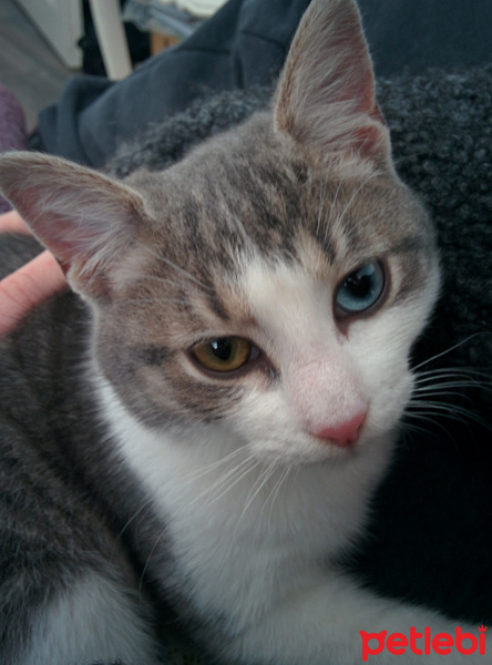 Tekir Kedi, Kedi  Tuna fotoğrafı