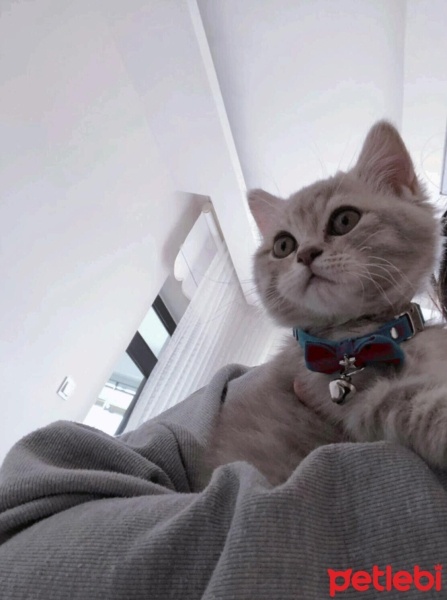 British Shorthair, Kedi  pars fotoğrafı