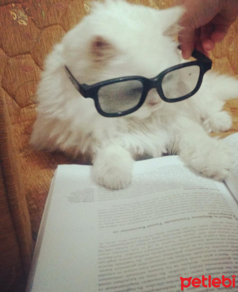 Chinchilla, Kedi  Köpük  fotoğrafı