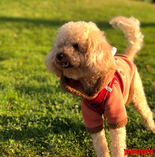 Poodle (Minyatür Kaniş), Köpek  Maggie fotoğrafı