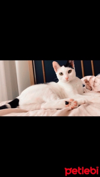 Tuxedo (Smokin) Kedi, Kedi  Mathilda fotoğrafı