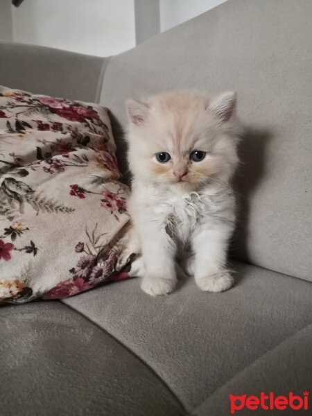 British Longhair, Kedi  aslan fotoğrafı