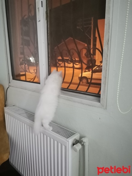 İran Kedisi (Persian), Kedi  Şans fotoğrafı