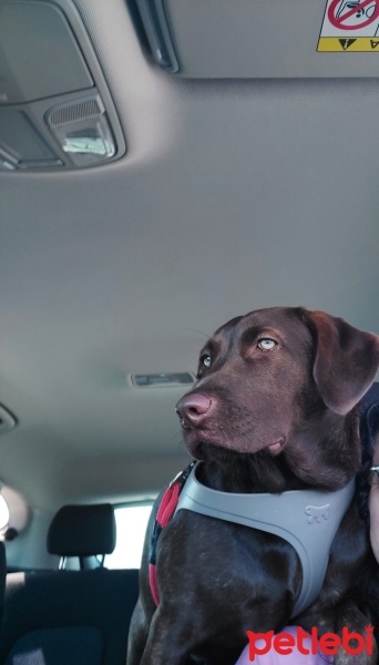 Labrador Retriever, Köpek  Pia fotoğrafı