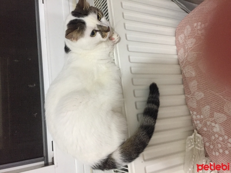Tekir Kedi, Kedi  Şanslı fotoğrafı