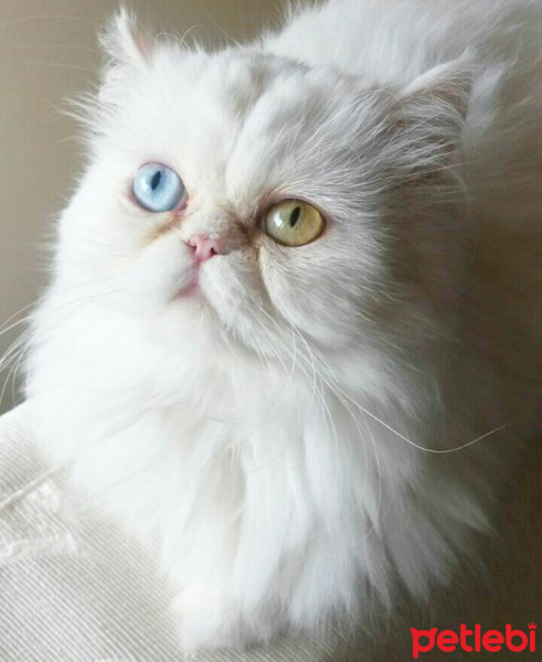 Chinchilla, Kedi  Pati fotoğrafı