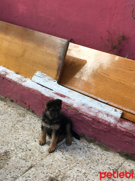 Alman Çoban Köpeği, Köpek  Lucy fotoğrafı