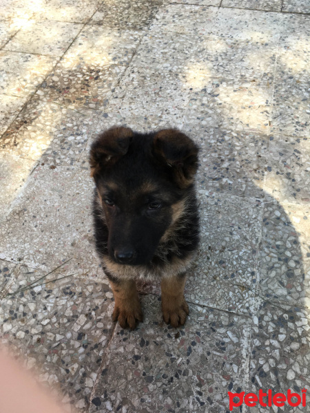 Alman Çoban Köpeği, Köpek  Lucy fotoğrafı