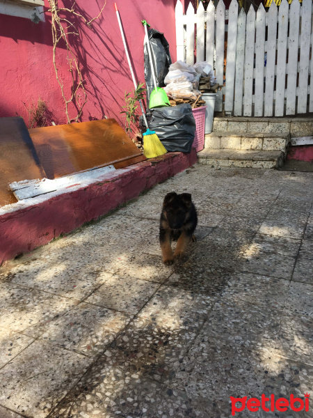 Alman Çoban Köpeği, Köpek  Lucy fotoğrafı