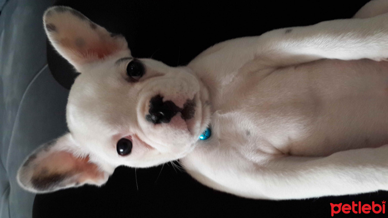Fransız Bulldog, Köpek  Daisy fotoğrafı
