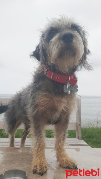 Sokö (Sokak Köpeği), Köpek  YUMAK fotoğrafı