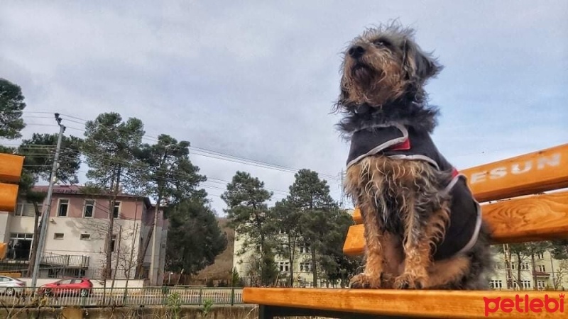 Sokö (Sokak Köpeği), Köpek  YUMAK fotoğrafı