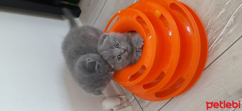 Scottish Fold, Kedi  Gri scotish Fold fotoğrafı