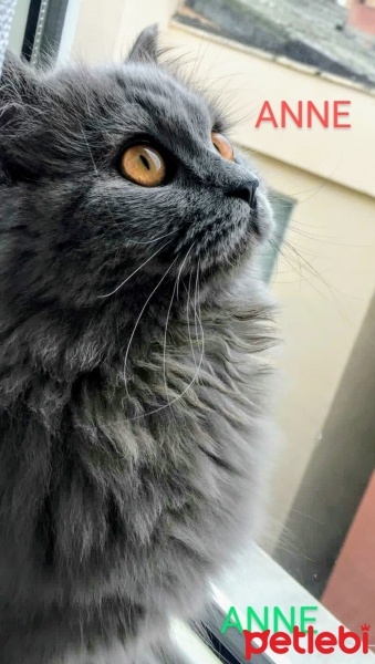 Scottish Fold, Kedi  Gri scotish Fold fotoğrafı