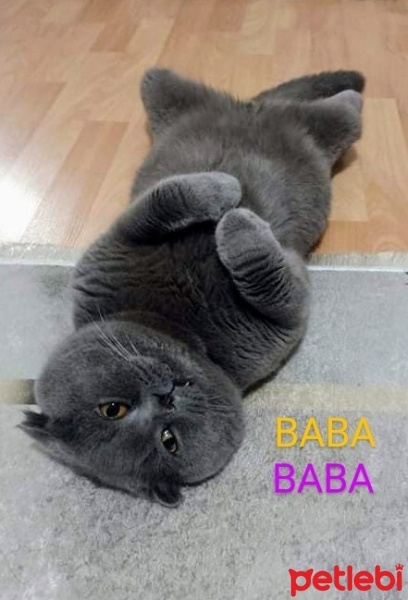 Scottish Fold, Kedi  Gri scotish Fold fotoğrafı