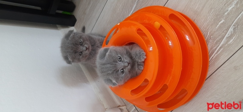 Scottish Fold, Kedi  Gri scotish Fold fotoğrafı