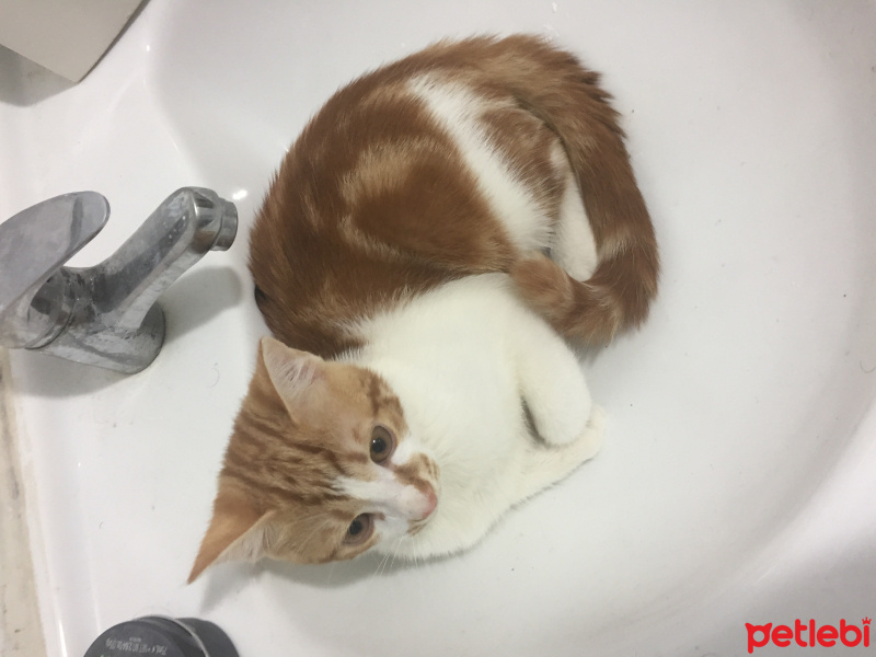Tekir Kedi, Kedi  Hüsnü fotoğrafı