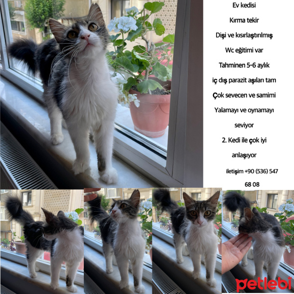Tekir Kedi, Kedi  Prenses fotoğrafı