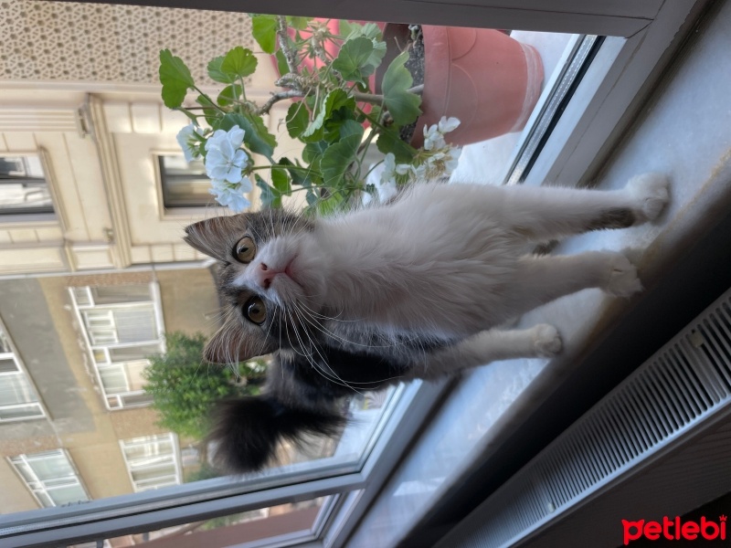 Tekir Kedi, Kedi  Prenses fotoğrafı