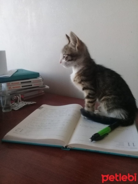 Tekir Kedi, Kedi  Henüz isim koymadım fotoğrafı