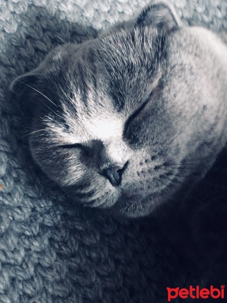 Scottish Fold, Kedi  Şukufe Karkoç fotoğrafı