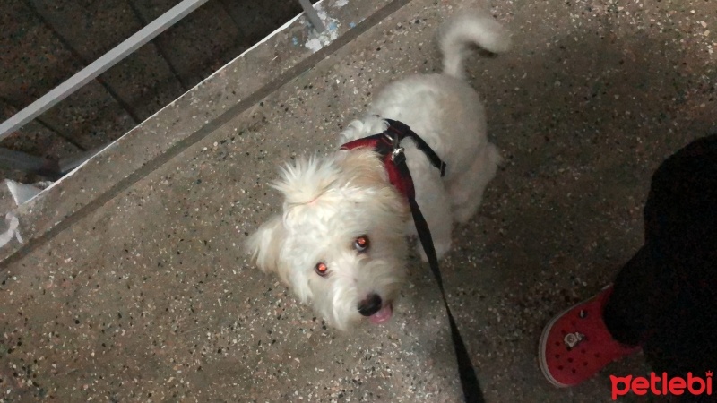 Maltese, Köpek  Papi fotoğrafı
