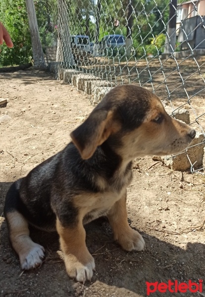 Sokö (Sokak Köpeği), Köpek  Karamel fotoğrafı