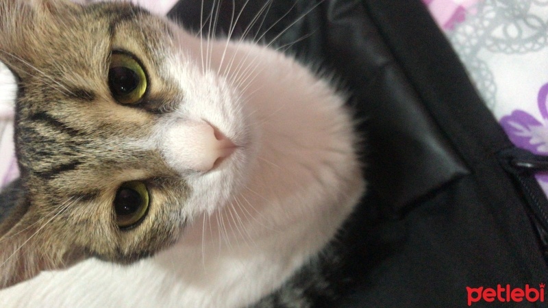 Tekir Kedi, Kedi  Pamuk fotoğrafı
