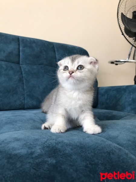 Scottish Fold, Kedi  Scotish Shorthair Silver fotoğrafı