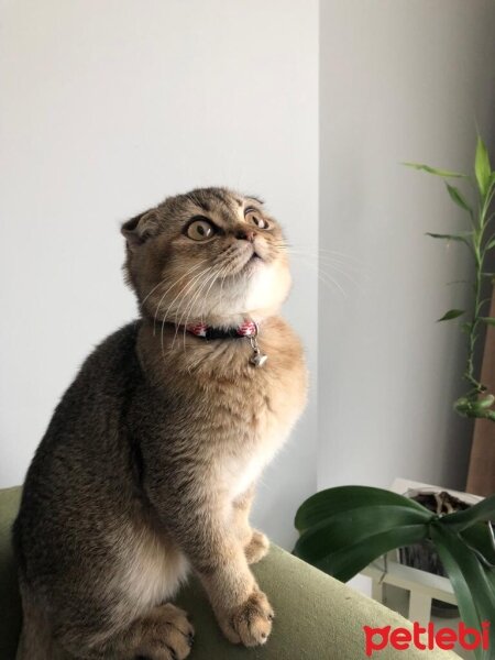 Scottish Fold, Kedi  Behlül fotoğrafı