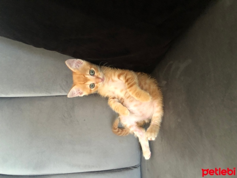 Tekir Kedi, Kedi  Badem fotoğrafı