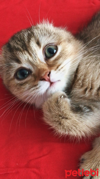 Scottish Fold, Kedi  Mia fotoğrafı