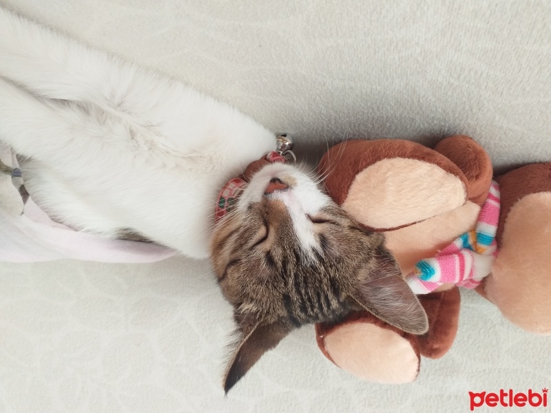 Tekir Kedi, Kedi  fıstık fotoğrafı