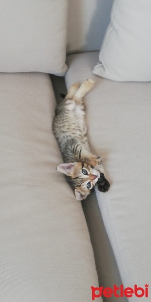 Tekir Kedi, Kedi  marsu fotoğrafı