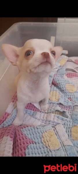 Chihuahua, Köpek  ŞİVAVA fotoğrafı